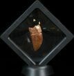 Carcharodontosaurus Tooth - Excellent Tip & Serrations #42290-1